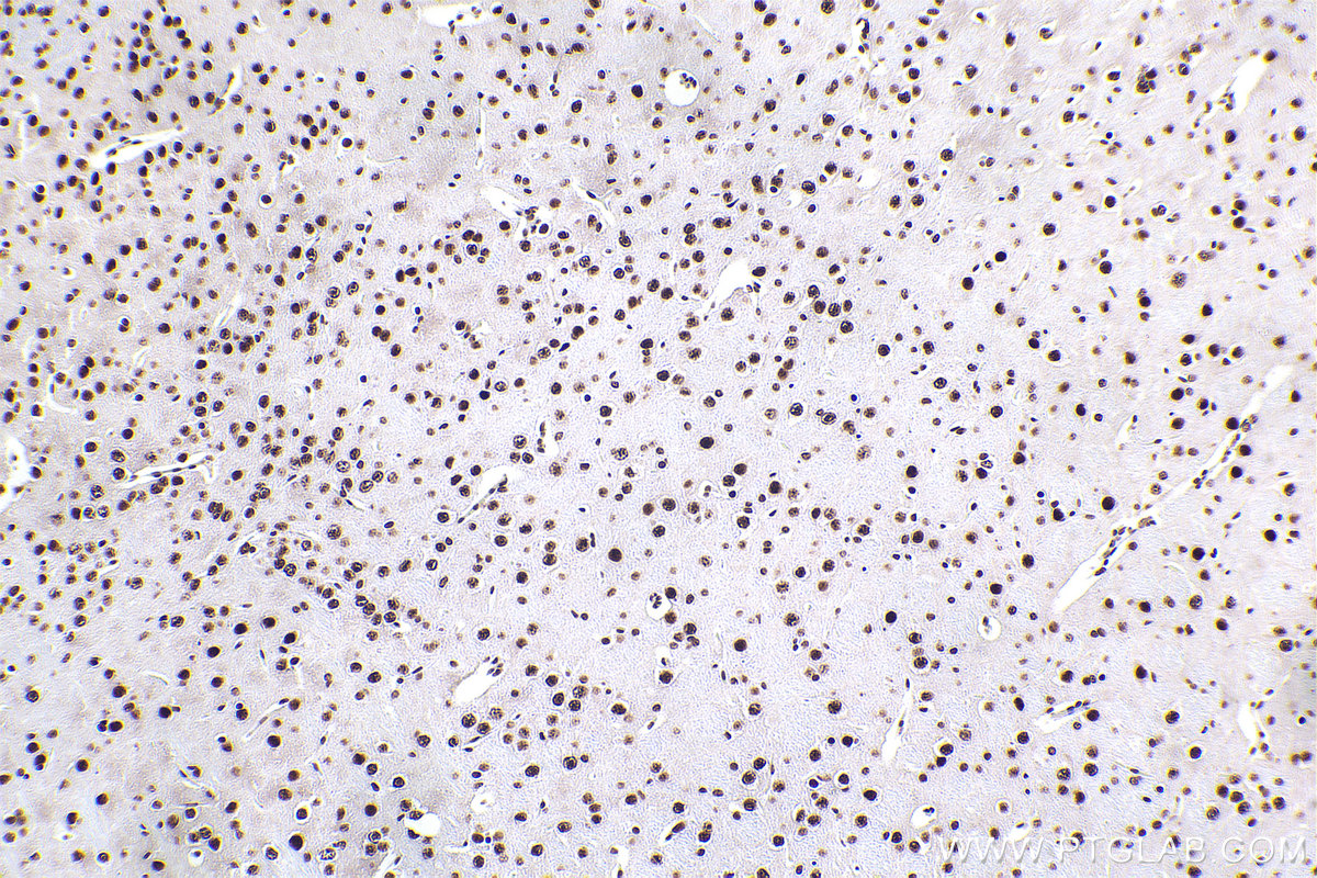 Immunohistochemical analysis of paraffin-embedded mouse brain tissue slide using KHC2373 (ERH IHC Kit).