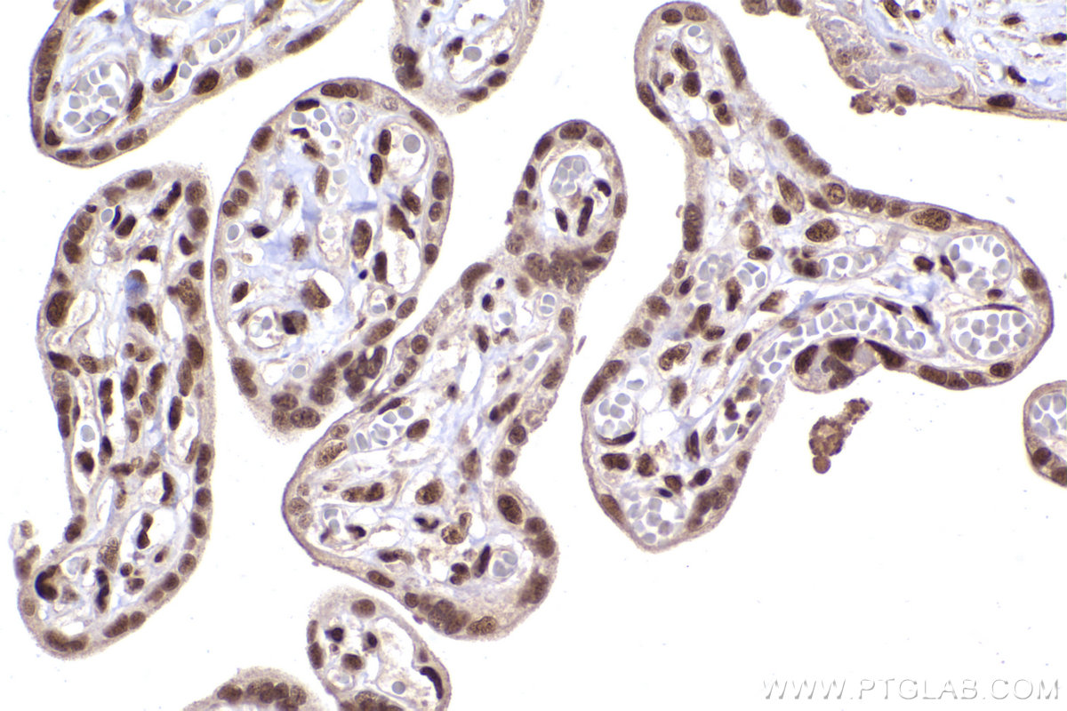 Immunohistochemical analysis of paraffin-embedded human placenta tissue slide using KHC2373 (ERH IHC Kit).