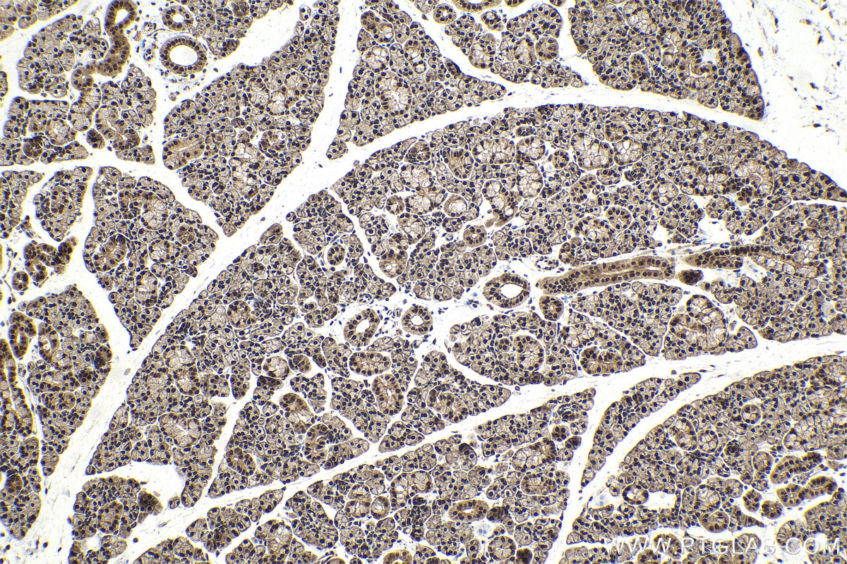 Immunohistochemical analysis of paraffin-embedded rat salivary gland tissue slide using KHC2151 (FAM107A IHC Kit).