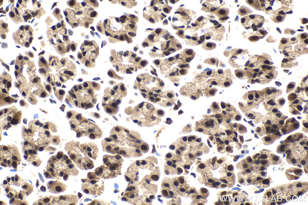 Immunohistochemical analysis of paraffin-embedded rat stomach tissue slide using KHC2151 (FAM107A IHC Kit).