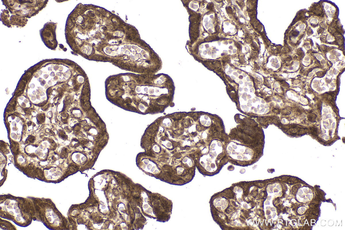 Immunohistochemical analysis of paraffin-embedded human placenta tissue slide using KHC2167 (FH IHC Kit).