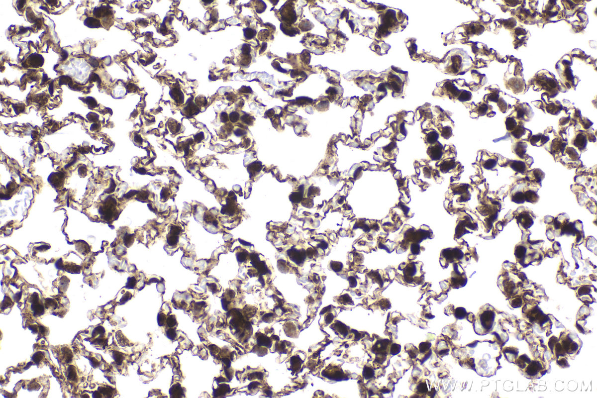 Immunohistochemical analysis of paraffin-embedded mouse lung tissue slide using KHC2167 (FH IHC Kit).