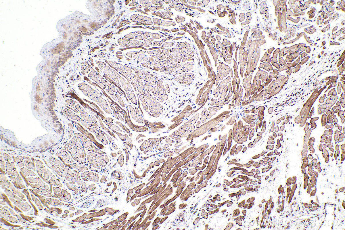 Immunohistochemical analysis of paraffin-embedded mouse tongue tissue slide using KHC2441 (FHL1 IHC Kit).