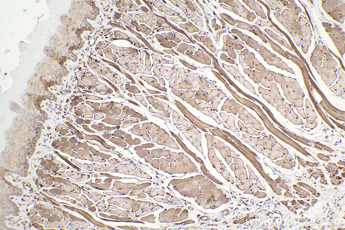 Immunohistochemical analysis of paraffin-embedded rat tongue tissue slide using KHC2441 (FHL1 IHC Kit).