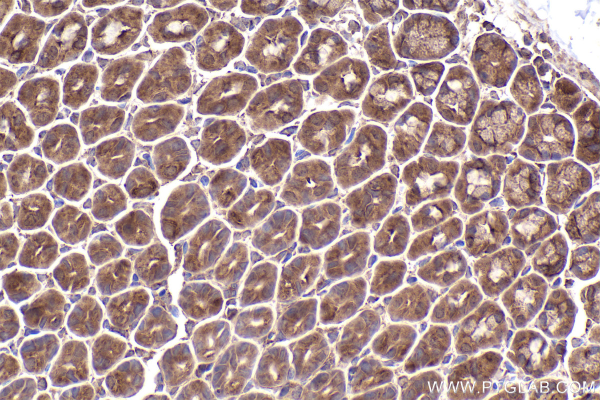 Immunohistochemical analysis of paraffin-embedded mouse stomach tissue slide using KHC2456 (FLOT2/Flotillin 2 IHC Kit).