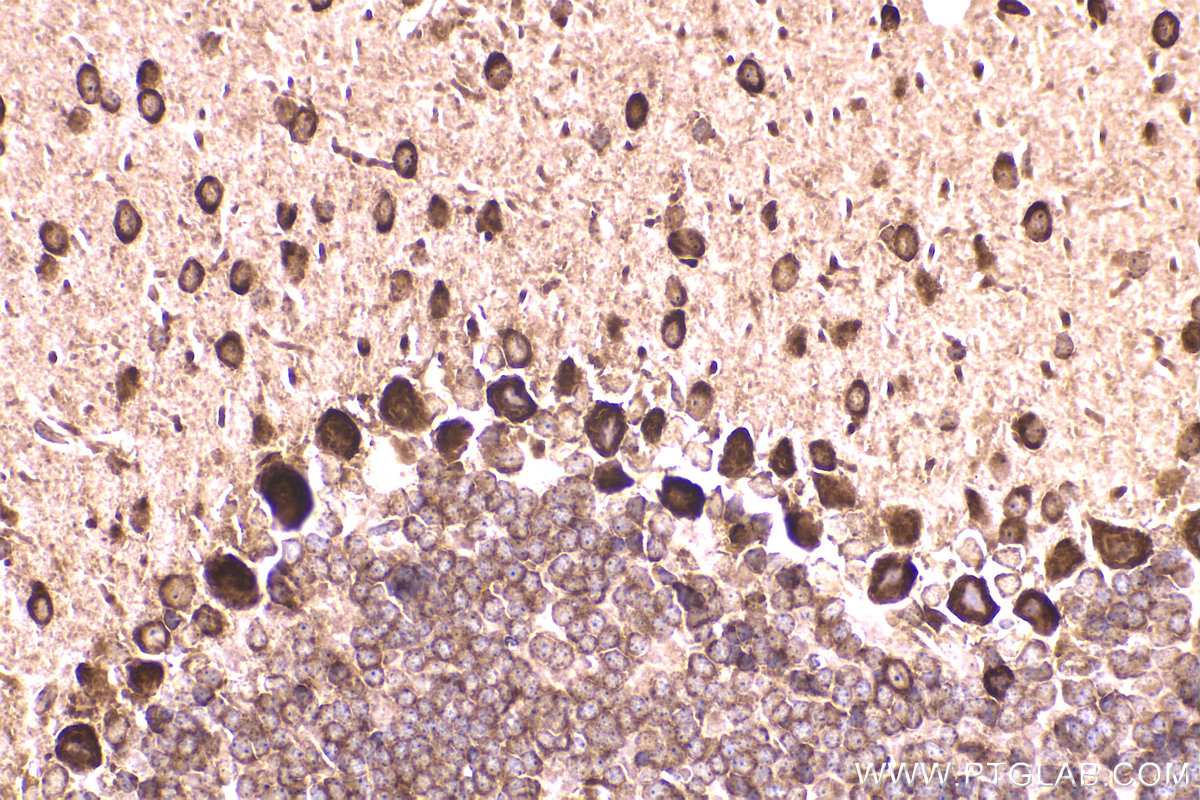 Immunohistochemical analysis of paraffin-embedded mouse cerebellum tissue slide using KHC2299 (FXR1 IHC Kit).