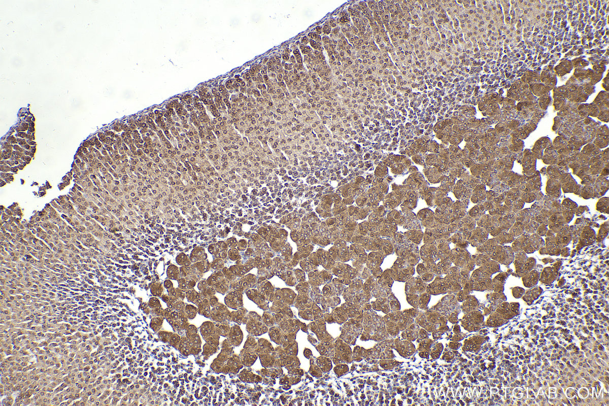 Immunohistochemical analysis of paraffin-embedded mouse adrenal gland tissue slide using KHC2299 (FXR1 IHC Kit).