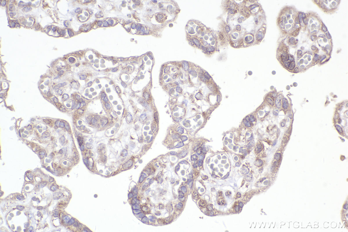 Immunohistochemical analysis of paraffin-embedded human placenta tissue slide using KHC2300 (FXR2 IHC Kit).