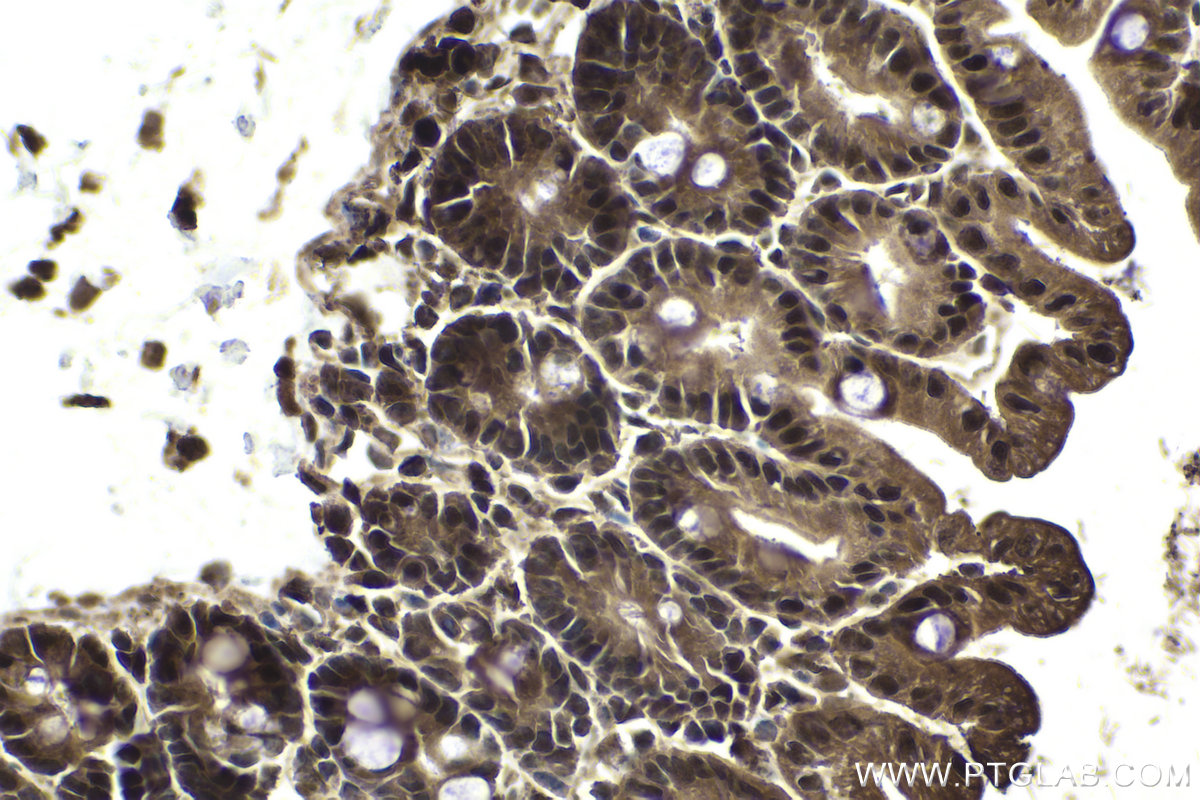 Immunohistochemical analysis of paraffin-embedded mouse small intestine tissue slide using KHC1969 (GID8 IHC Kit).