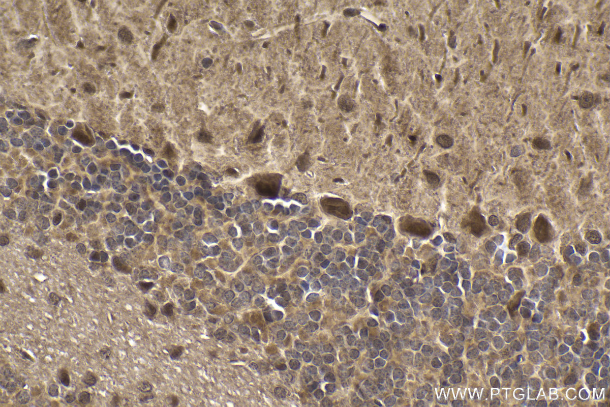 Immunohistochemical analysis of paraffin-embedded mouse cerebellum tissue slide using KHC1969 (GID8 IHC Kit).