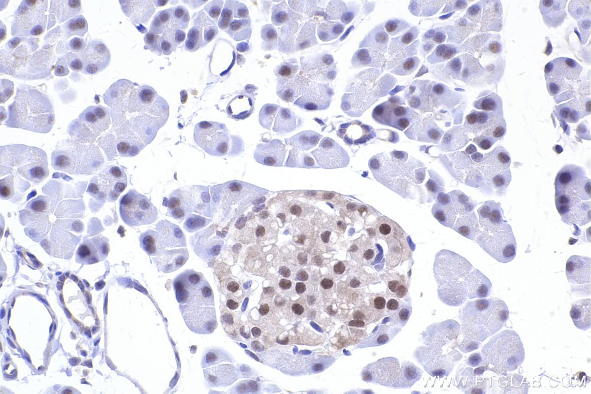 Immunohistochemical analysis of paraffin-embedded rat pancreas tissue slide using KHC2417 (GPS1/CSN1 IHC Kit).