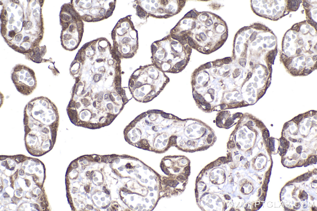 Immunohistochemical analysis of paraffin-embedded human placenta tissue slide using KHC2031 (GTL3 IHC Kit).