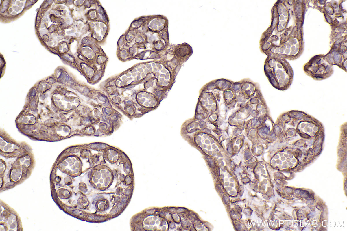 Immunohistochemical analysis of paraffin-embedded human placenta tissue slide using KHC2508 (GUK1 IHC Kit).