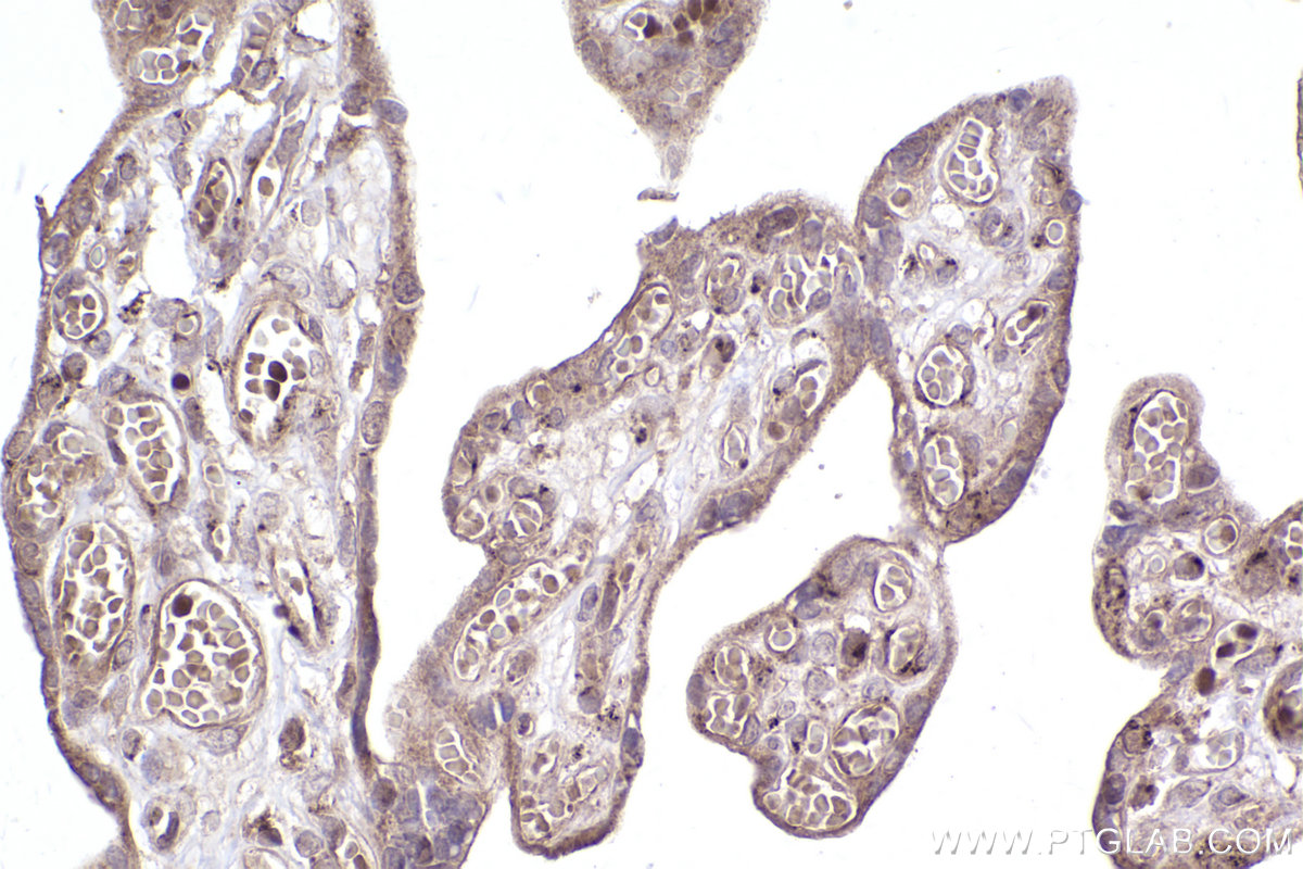 Immunohistochemical analysis of paraffin-embedded human placenta tissue slide using KHC2468 (Giantin IHC Kit).