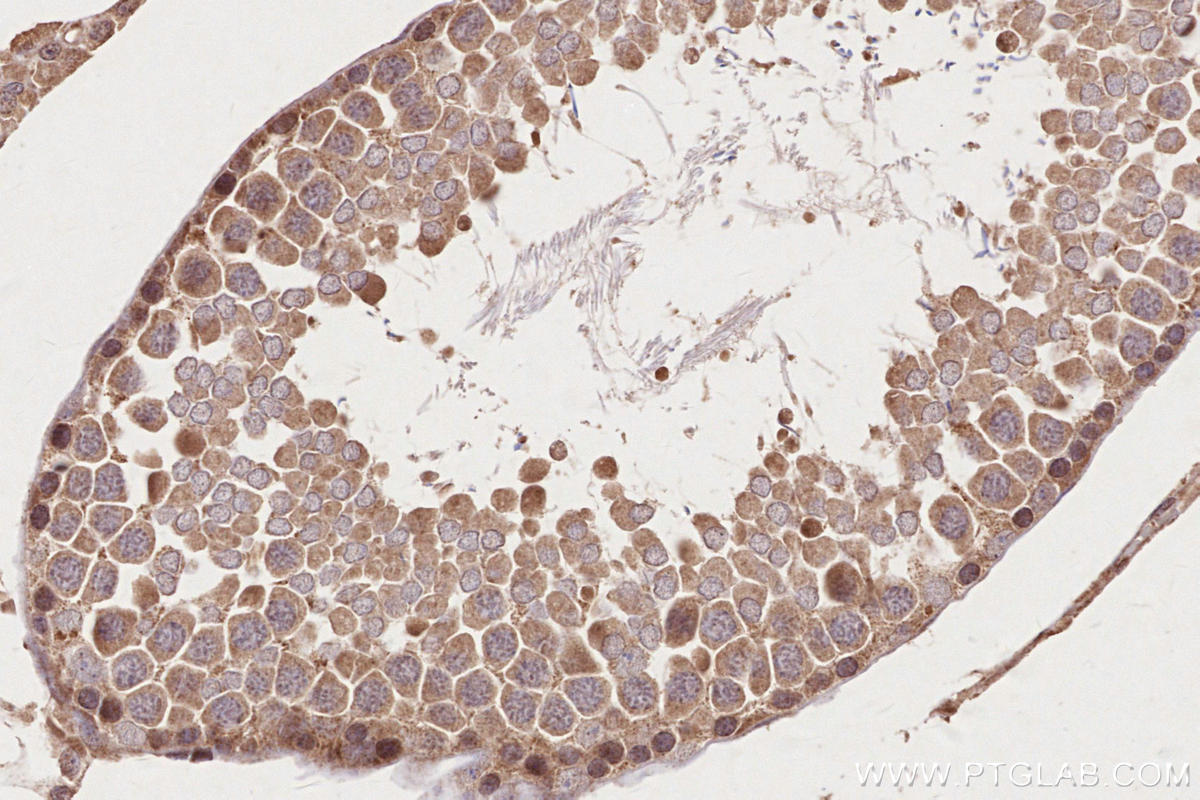 Immunohistochemical analysis of paraffin-embedded rat testis tissue slide using KHC2661 (HACE1 IHC Kit).
