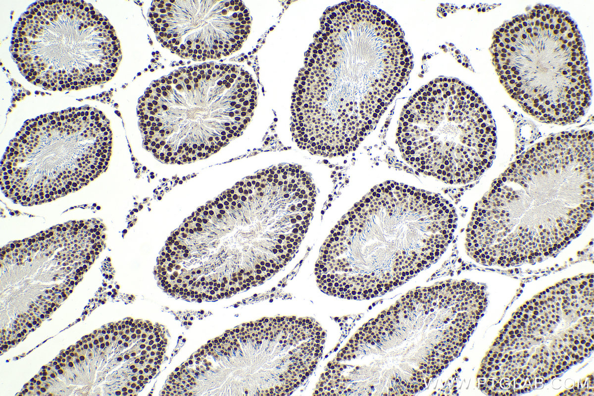 Immunohistochemical analysis of paraffin-embedded rat testis tissue slide using KHC2062 (HAT1 IHC Kit).
