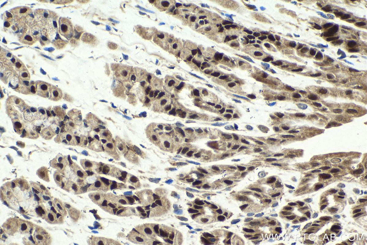 Immunohistochemical analysis of paraffin-embedded mouse stomach tissue slide using KHC2062 (HAT1 IHC Kit).
