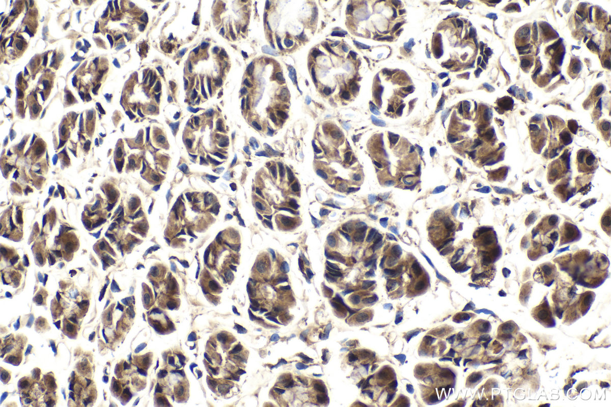 Immunohistochemical analysis of paraffin-embedded rat stomach tissue slide using KHC2036 (HDDC2 IHC Kit).