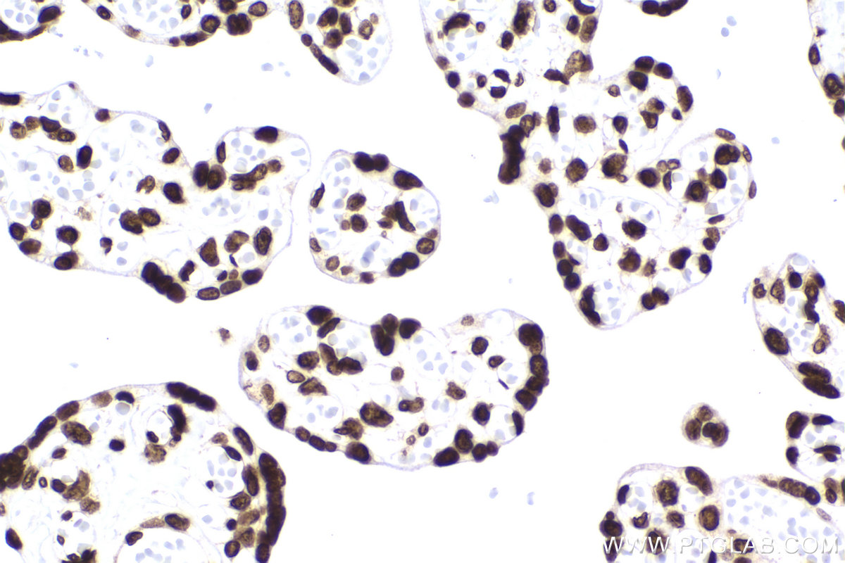 Immunohistochemical analysis of paraffin-embedded human placenta tissue slide using KHC2193 (HIST1H1B IHC Kit).