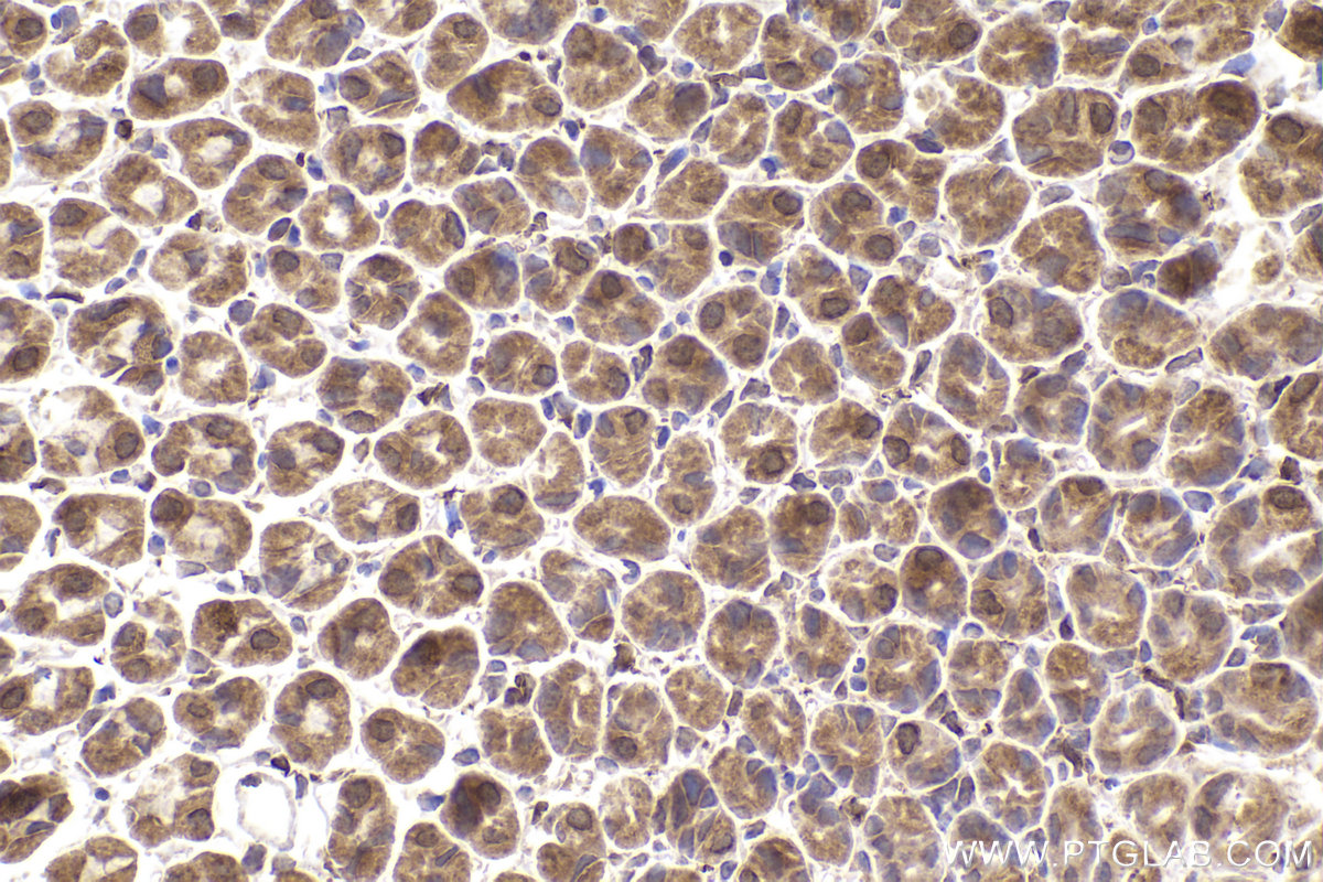 Immunohistochemical analysis of paraffin-embedded mouse stomach tissue slide using KHC2229 (HMOX2 IHC Kit).