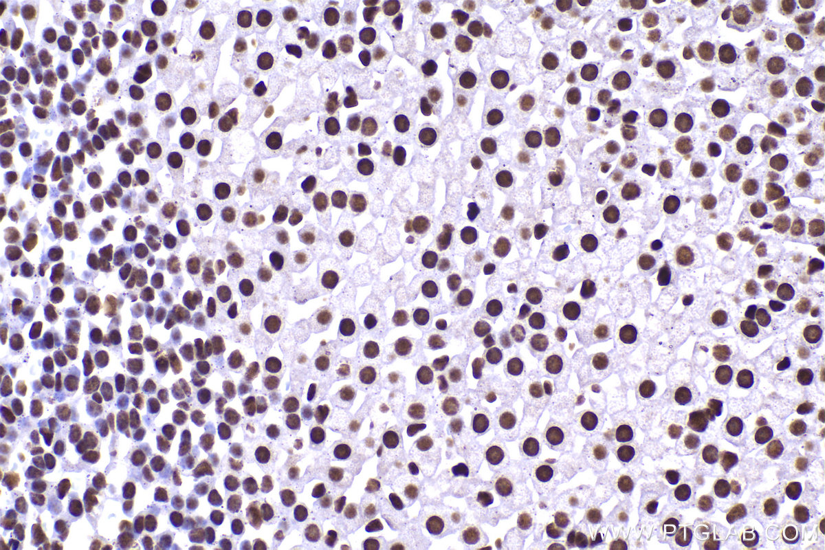 Immunohistochemical analysis of paraffin-embedded mouse adrenal gland tissue slide using KHC2236 (HNRNPH1 IHC Kit).