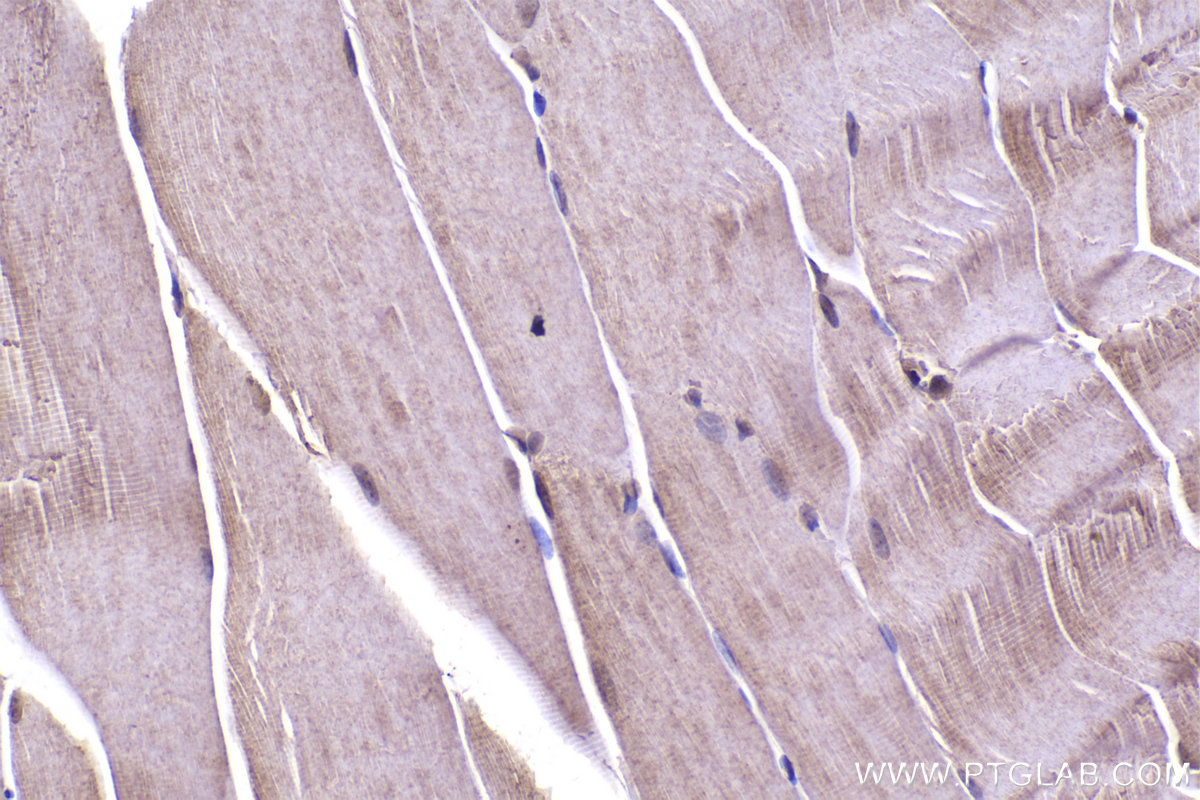 Immunohistochemical analysis of paraffin-embedded mouse skeletal muscle tissue slide using KHC2325 (HSPA2 IHC Kit).