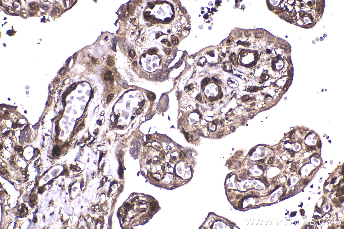 Immunohistochemical analysis of paraffin-embedded human placenta tissue slide using KHC2325 (HSPA2 IHC Kit).