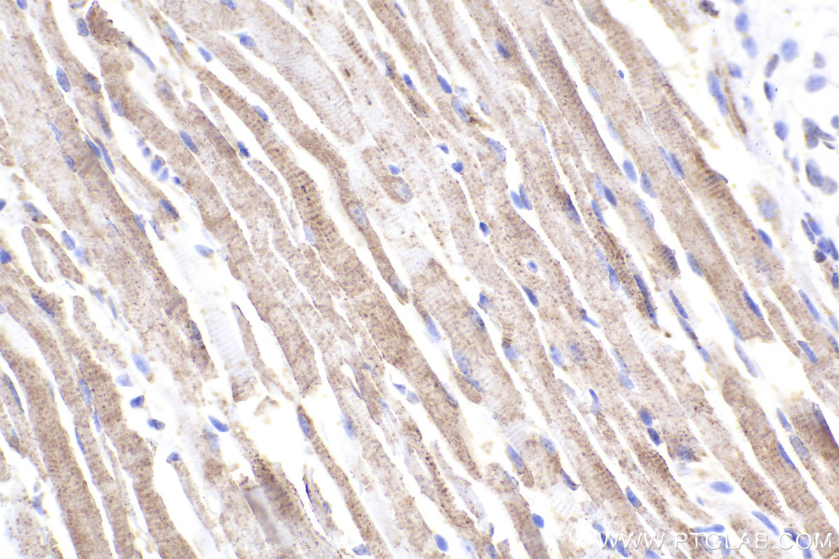 Immunohistochemical analysis of paraffin-embedded mouse tongue tissue slide using KHC2296 (IDH3A IHC Kit).