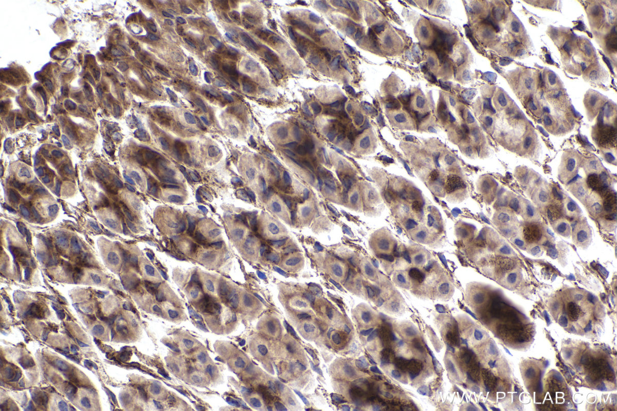 Immunohistochemical analysis of paraffin-embedded mouse stomach tissue slide using KHC2383 (IFITM2 IHC Kit).