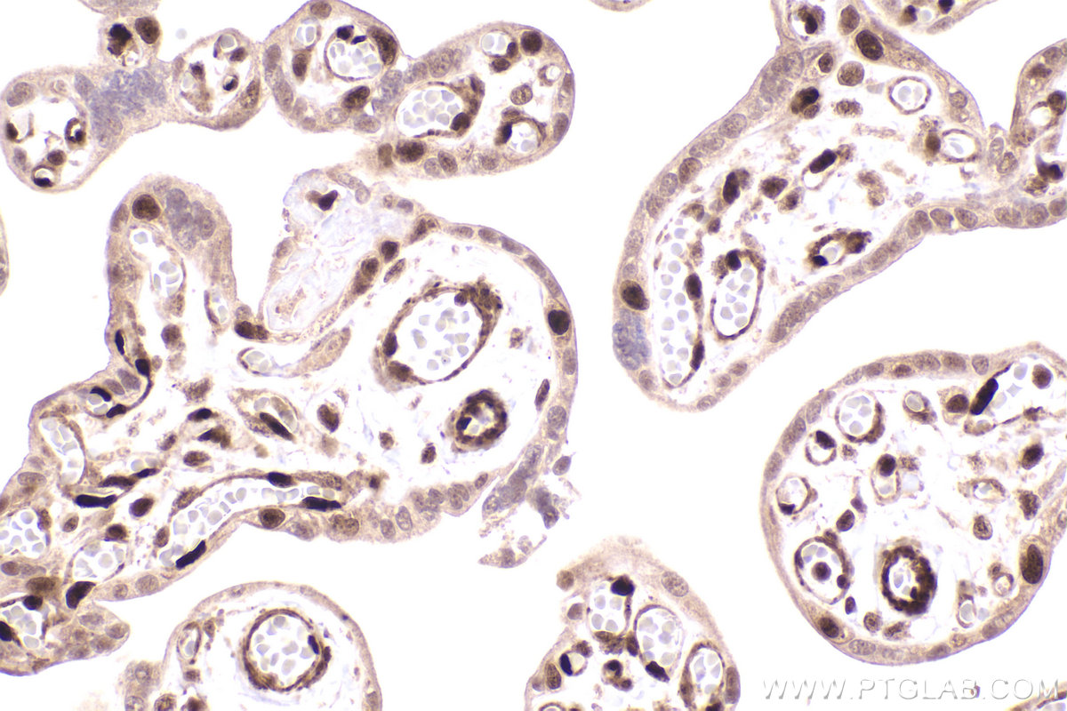 Immunohistochemical analysis of paraffin-embedded human placenta tissue slide using KHC2573 (INTS3 IHC Kit).