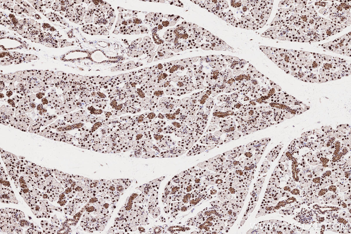 Immunohistochemical analysis of paraffin-embedded mouse salivary gland tissue slide using KHC2573 (INTS3 IHC Kit).