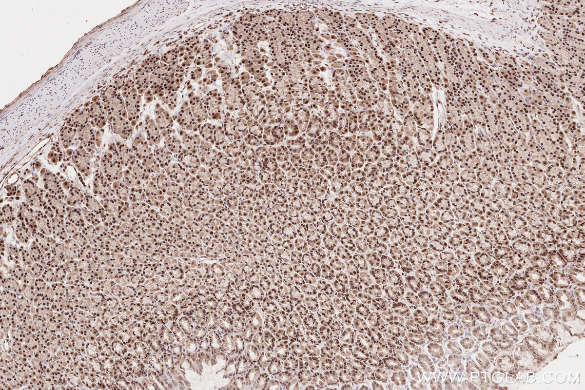 Immunohistochemical analysis of paraffin-embedded rat stomach tissue slide using KHC2573 (INTS3 IHC Kit).