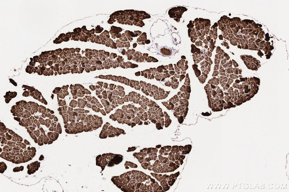 Immunohistochemical analysis of paraffin-embedded mouse pancreas tissue slide using KHC2586 (INTS5 IHC Kit).