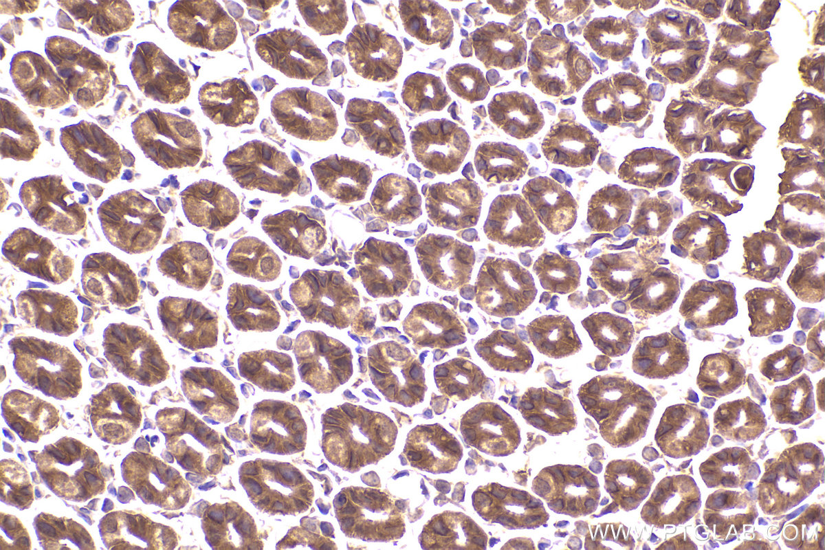 Immunohistochemical analysis of paraffin-embedded mouse stomach tissue slide using KHC2281 (IREB2 IHC Kit).