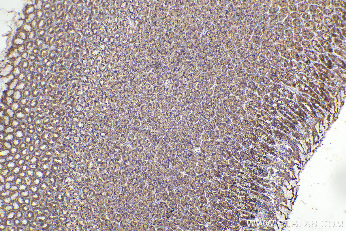 Immunohistochemical analysis of paraffin-embedded rat stomach tissue slide using KHC2281 (IREB2 IHC Kit).