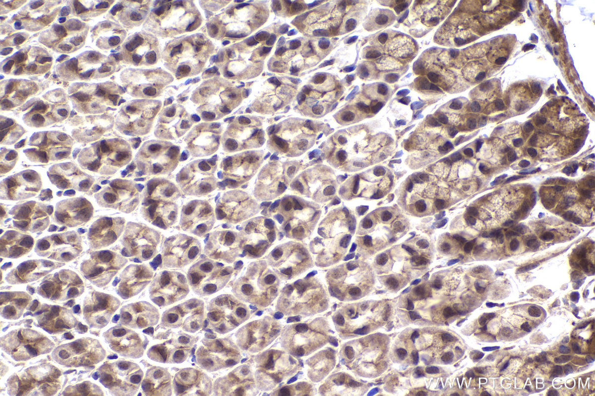 Immunohistochemical analysis of paraffin-embedded mouse stomach tissue slide using KHC2176 (IRF1 IHC Kit).