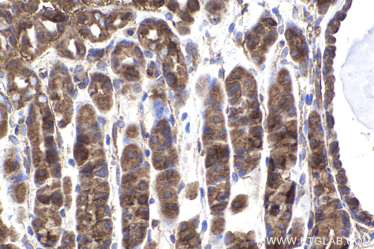 Immunohistochemical analysis of paraffin-embedded mouse stomach tissue slide using KHC2238 (KIF5B IHC Kit).