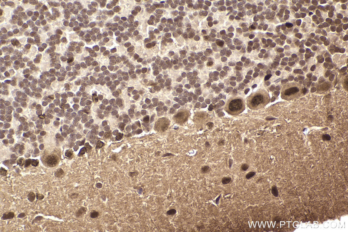 Immunohistochemical analysis of paraffin-embedded rat cerebellum tissue slide using KHC2310 (KPNA1 IHC Kit).