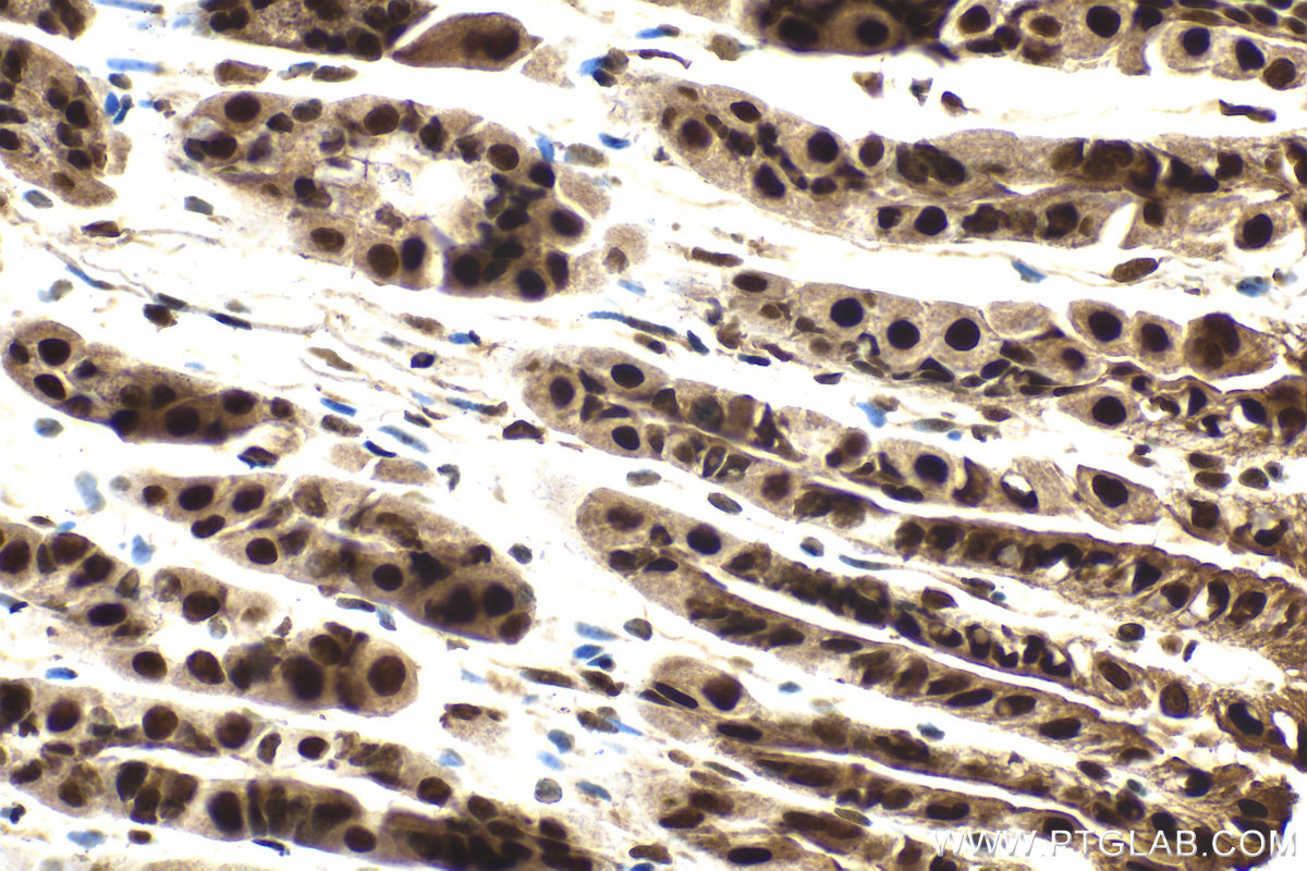 Immunohistochemical analysis of paraffin-embedded mouse stomach tissue slide using KHC2102 (KPNA6 IHC Kit).