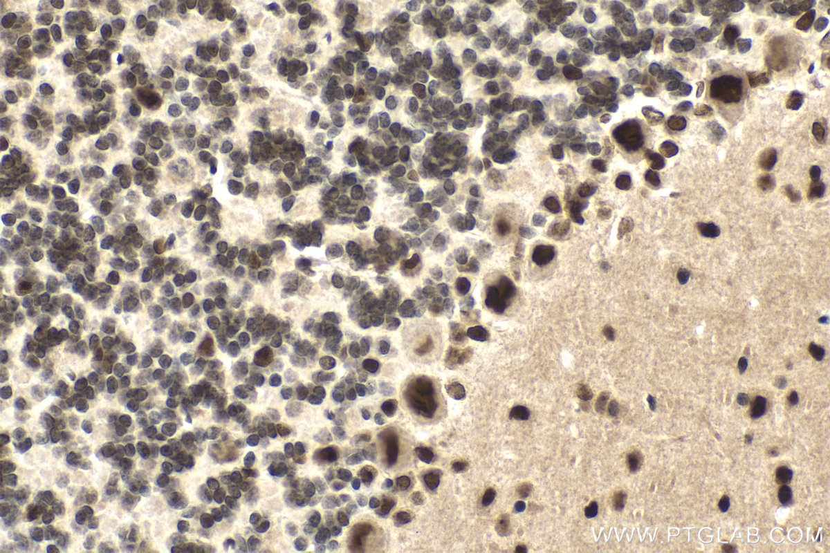 Immunohistochemical analysis of paraffin-embedded rat cerebellum tissue slide using KHC2102 (KPNA6 IHC Kit).