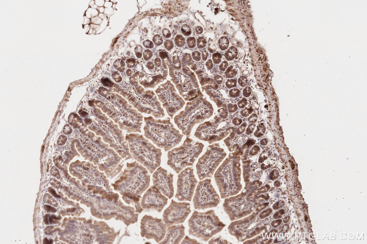 Immunohistochemical analysis of paraffin-embedded mouse small intestine tissue slide using KHC2635 (KTN1 IHC Kit).