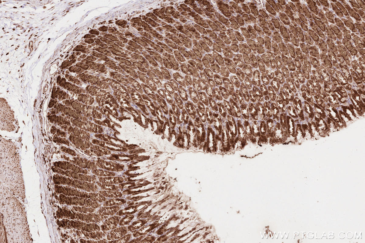 Immunohistochemical analysis of paraffin-embedded rat stomach tissue slide using KHC2609 (LARP4 IHC Kit).
