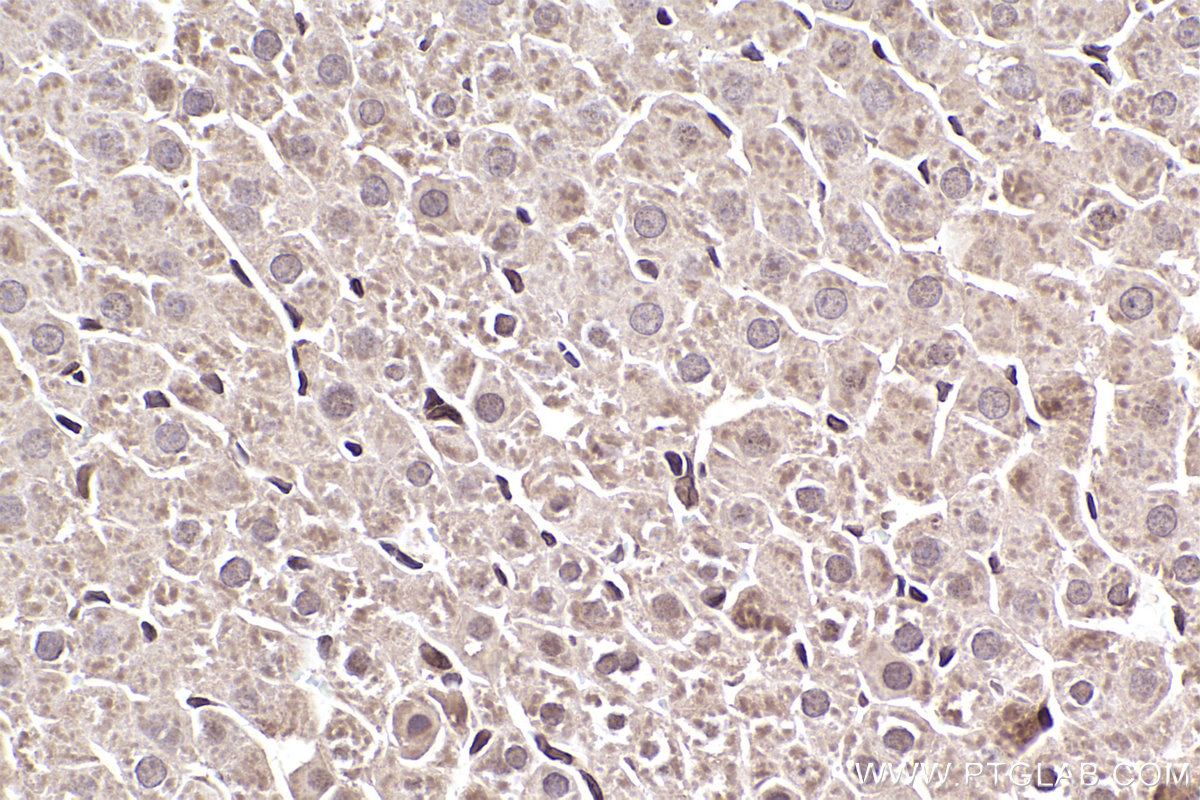 Immunohistochemical analysis of paraffin-embedded rat liver tissue slide using KHC2467 (LBR IHC Kit).