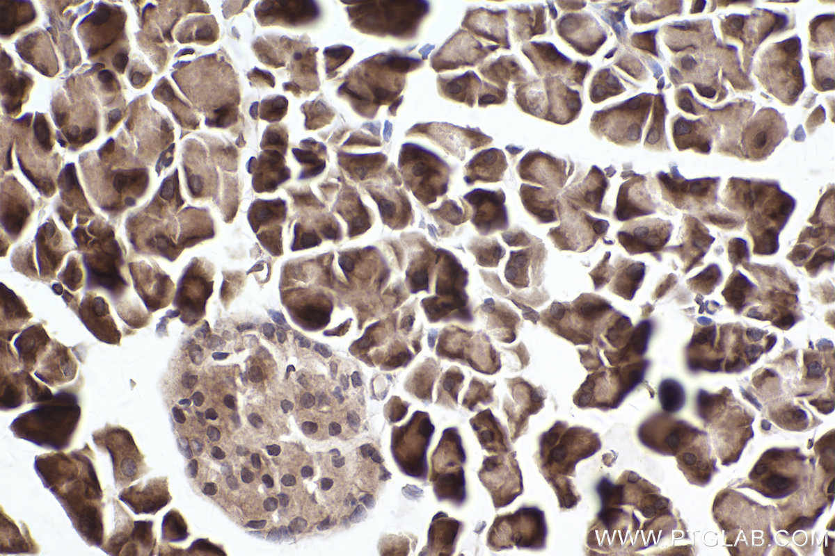 Immunohistochemical analysis of paraffin-embedded mouse pancreas tissue slide using KHC2467 (LBR IHC Kit).