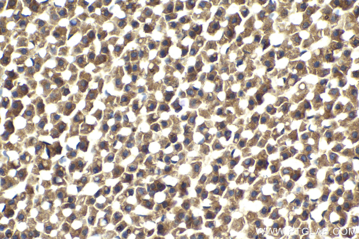 Immunohistochemical analysis of paraffin-embedded rat adrenal gland tissue slide using KHC2135 (LETM1 IHC Kit).