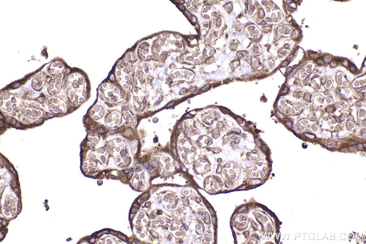 Immunohistochemical analysis of paraffin-embedded human placenta tissue slide using KHC2287 (LMAN1 IHC Kit).