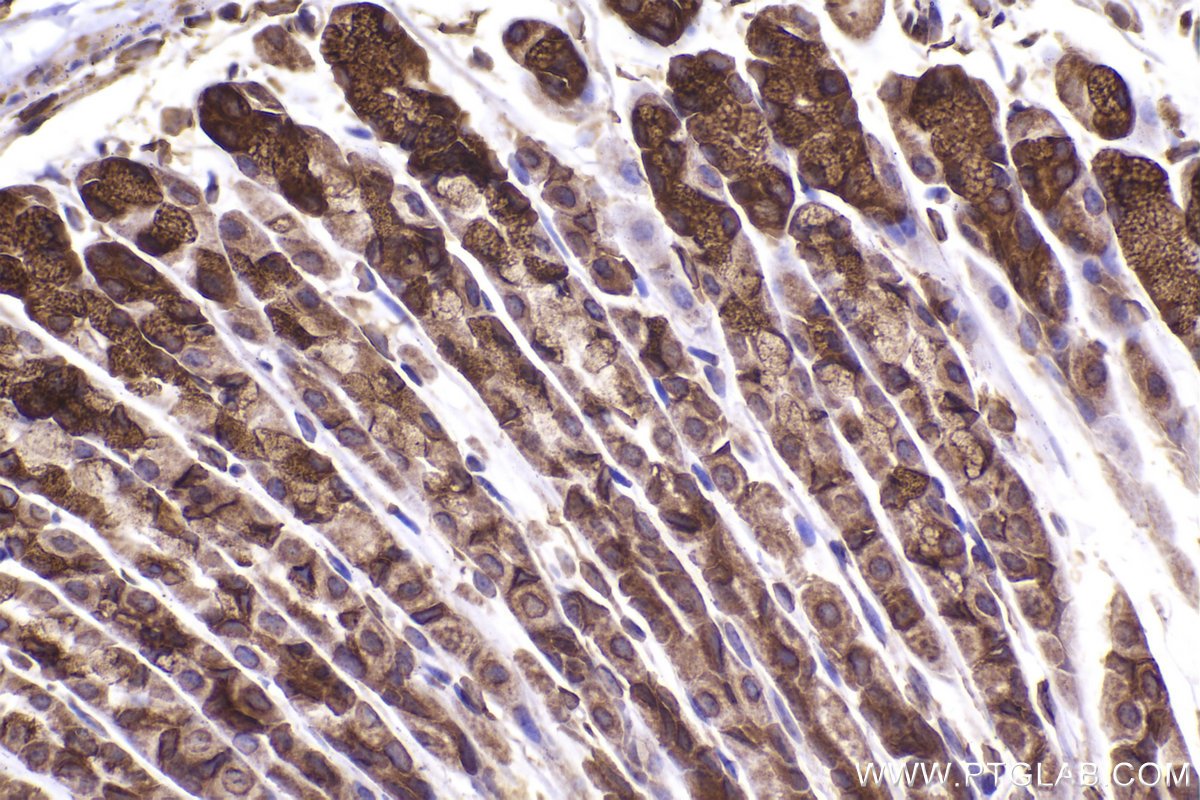 Immunohistochemical analysis of paraffin-embedded mouse stomach tissue slide using KHC2287 (LMAN1 IHC Kit).