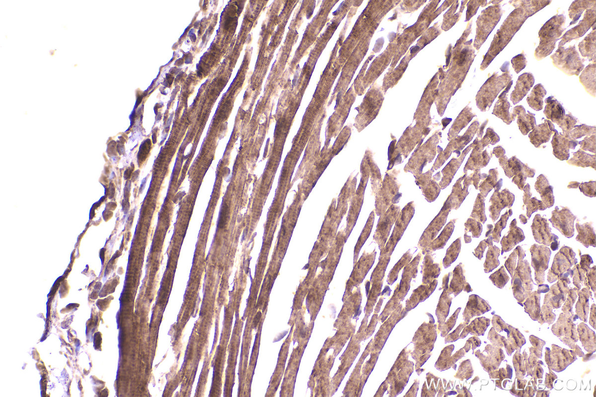 Immunohistochemical analysis of paraffin-embedded mouse heart tissue slide using KHC2232 (MAPK4 IHC Kit).