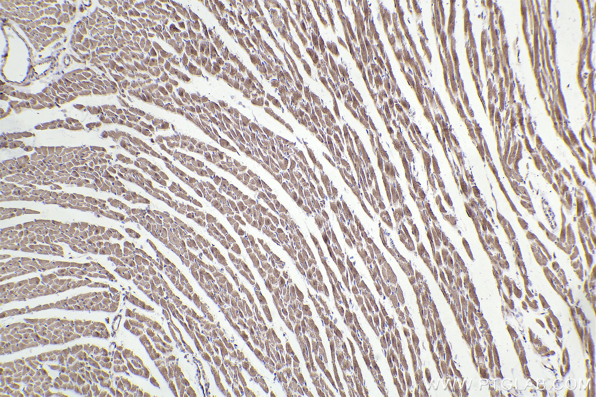 Immunohistochemical analysis of paraffin-embedded rat heart tissue slide using KHC2232 (MAPK4 IHC Kit).