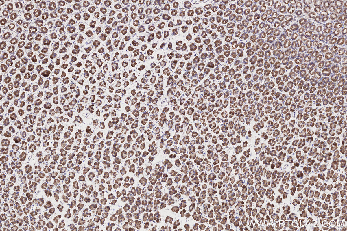 Immunohistochemical analysis of paraffin-embedded rat stomach tissue slide using KHC2650 (MFN1 IHC Kit).